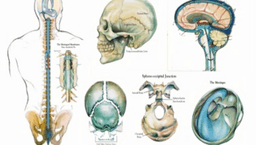 Image for Craniosacral Therapy (CST)